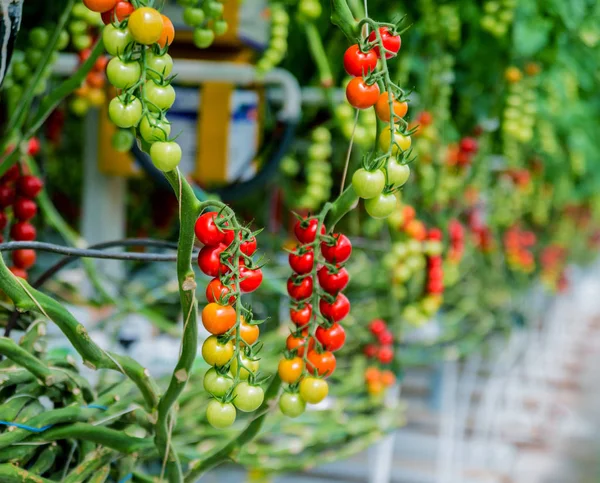 Schöne Rote Reife Tomaten Aus Einem Gewächshaus — Stockfoto