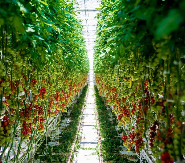 Serada yetişen güzel kırmızı domatesler..