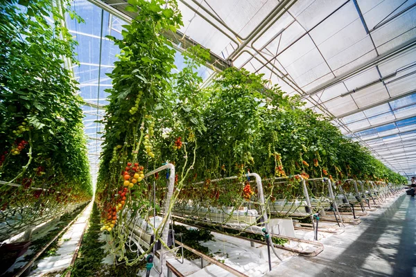 Serada yetişen güzel kırmızı domatesler..