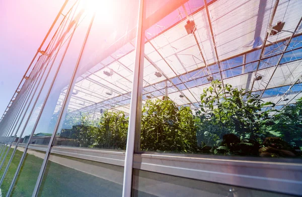 Modern cam seralar mavi gökyüzü.