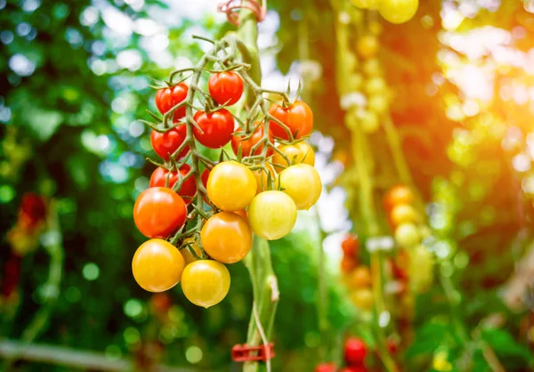 Serada yetişen güzel kırmızı domatesler..