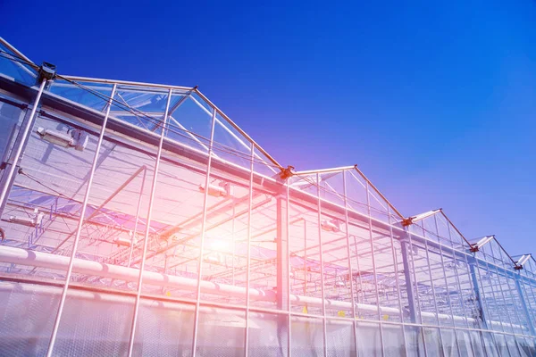 Moderne Glasgewächshäuser Gegen Den Blauen Himmel — Stockfoto