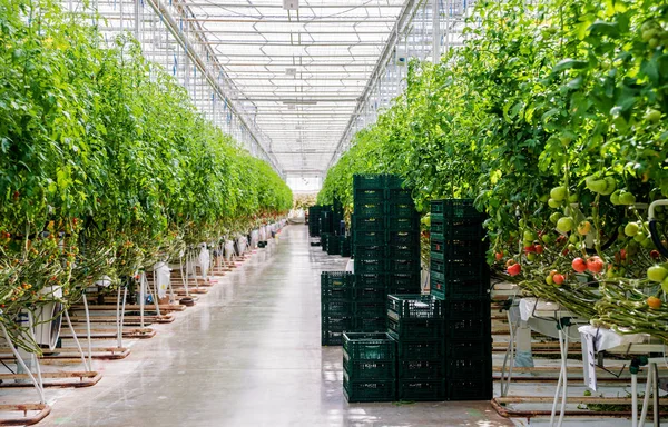 Modern greenhouse with tomato plants. Agricultural background.