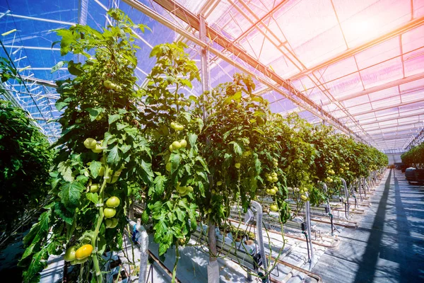 Schöne Grüne Tomaten Die Einem Gewächshaus Wachsen Landwirtschaftlicher Hintergrund — Stockfoto