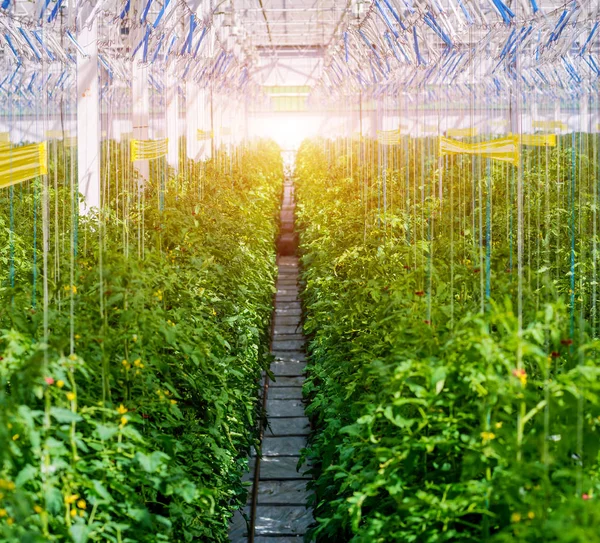 Rader Växter Växer Inuti Stora Industriella Växthuset Industriella Jordbruket Bakgrund — Stockfoto