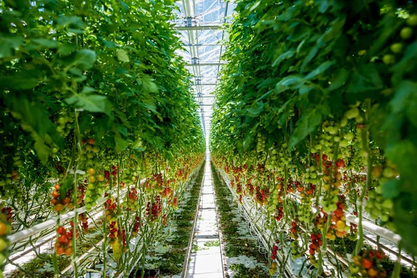 Serada yetişen güzel kırmızı domatesler..