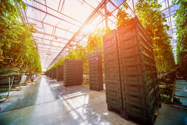 Modern sera domates bitkileri ile. Tarım arka plan.