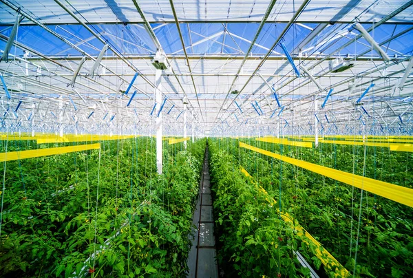Büyük endüstriyel sera içinde büyüyen bitkilerin satırları. Arka plan endüstriyel tarım.
