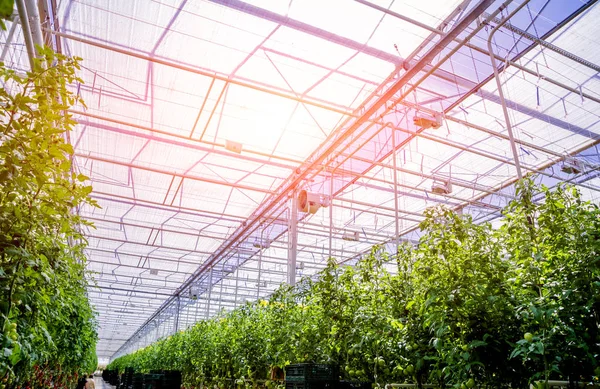 Fileiras Plantas Crescendo Dentro Grande Estufa Industrial Contexto Agrícola Industrial — Fotografia de Stock