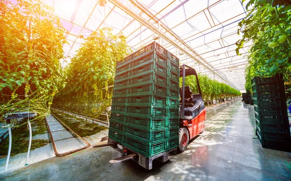 Elektrikli forklift taşıma kutuları serada. 