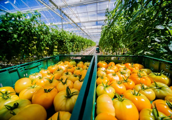 Vackra Gula Tomater Odlas Ett Växthus — Stockfoto