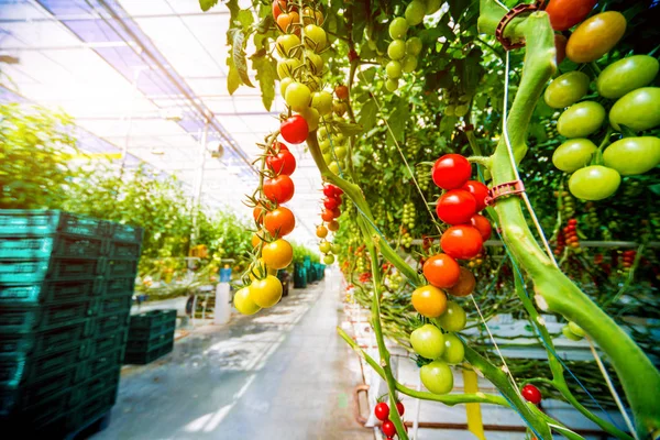 Vackra Röda Mogna Tomater Odlade Ett Växthus — Stockfoto