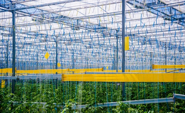 Rows Plants Growing Big Industrial Greenhouse Industrial Agriculture Background — Stock Photo, Image