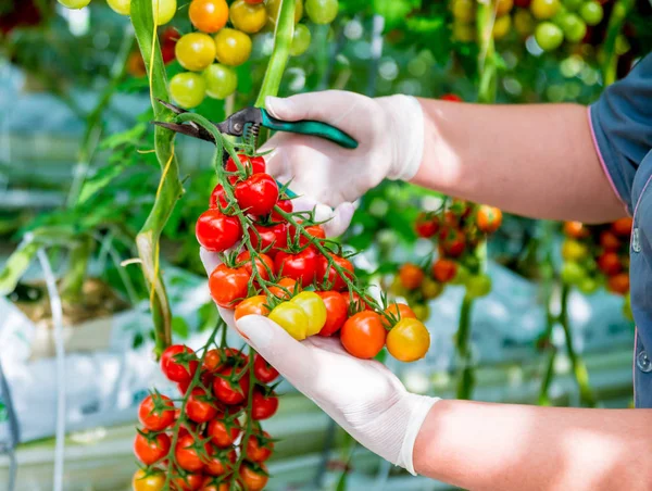 Bauern Reichen Frisch Geerntete Tomaten Frauenhände Halten Tomaten Gewächshaus — Stockfoto