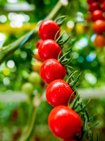 Schöne Rote Reife Tomaten Aus Einem Gewächshaus — Stockfoto