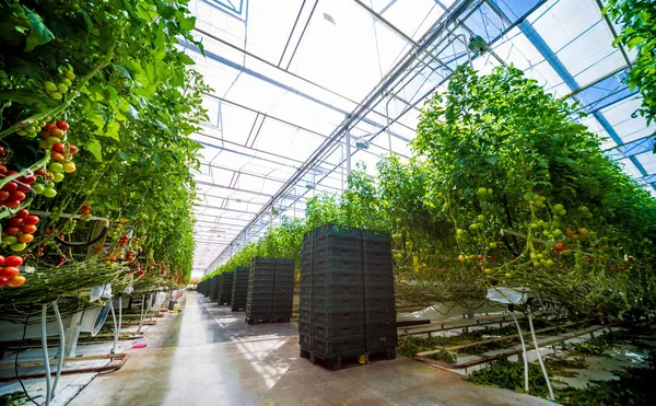 Moderna Växthus Med Tomatplantor Jordbruks Bakgrund — Stockfoto