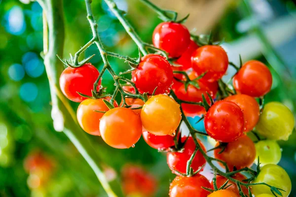 Hermosos Tomates Rojos Maduros Cultivados Invernadero — Foto de Stock