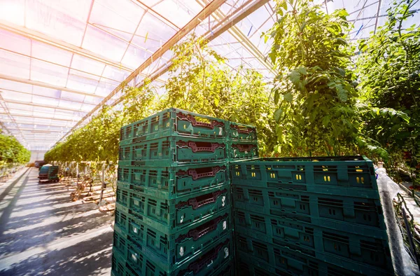 Bir serada yetiştirilen güzel sarı domates.