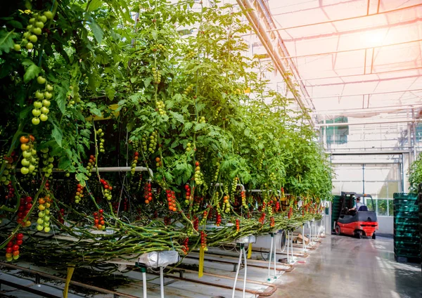 Serada yetişen güzel kırmızı domatesler..