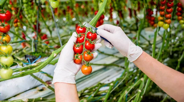 Bauern Reichen Frisch Geerntete Tomaten Frauenhände Halten Tomaten Gewächshaus — Stockfoto