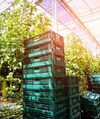 Modern sera domates bitkileri ile. Tarım arka plan.