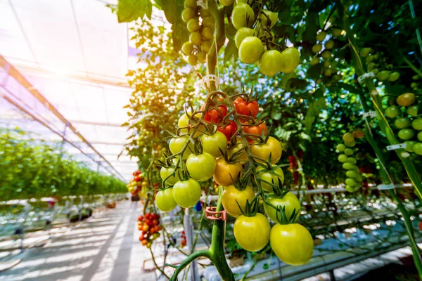 Vackra Gröna Tomater Odla Ett Växthus Jordbruks Bakgrund — Stockfoto