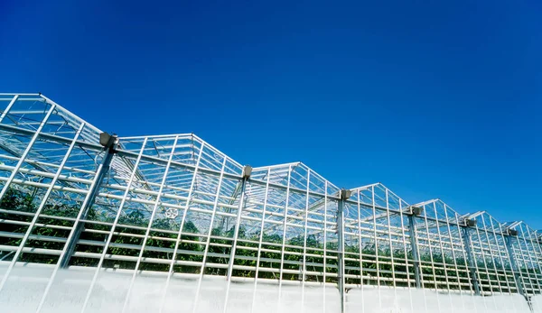 Moderne Glasgewächshäuser Gegen Den Blauen Himmel — Stockfoto