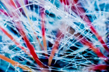 Dikenli kaktüs güzel makro çekimler. Arka plan ve dokular. Mikroskop altında