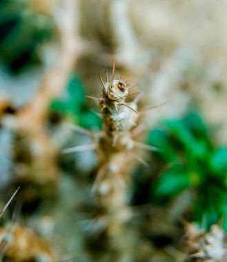 Dikenli kaktüs güzel makro çekimler. Arka plan ve dokular. Mikroskop altında