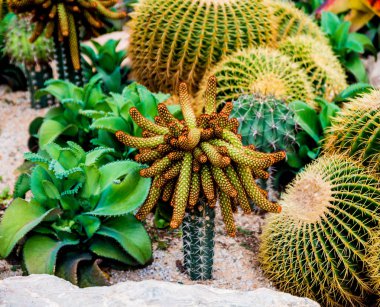 Koleksiyon sera içinde güzel dikenli kaktüs. Arka plan