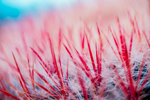 Belles Macro Photos Cactus Épineux Contexte Textures Microscope — Photo