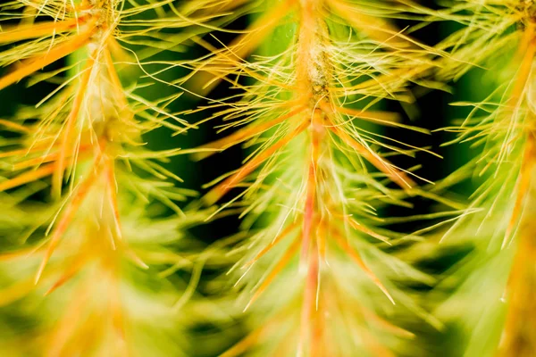 Kaunis Makro Laukausta Piikikäs Kaktus Tausta Tekstuurit Mikroskoopilla — kuvapankkivalokuva