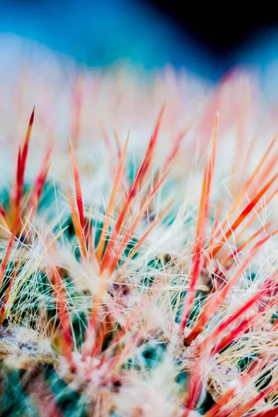 Gyönyörű Makró Felvételek Tüskés Kaktusz Háttér Textúra Mikroszkóp Alatt — Stock Fotó