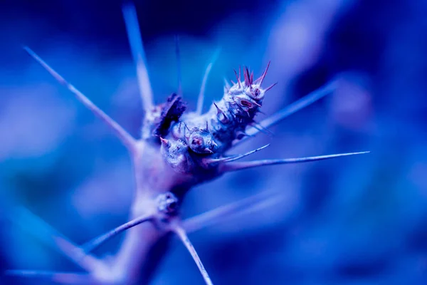 Belles Macro Photos Cactus Épineux Contexte Textures Microscope — Photo