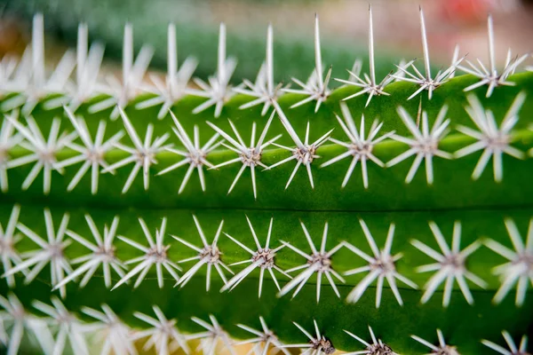 Belles Macro Photos Cactus Épineux Contexte Textures Microscope — Photo