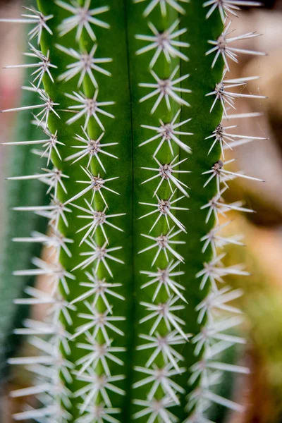 Dikenli Kaktüs Güzel Makro Çekimler Arka Plan Dokular Mikroskop Altında — Stok fotoğraf