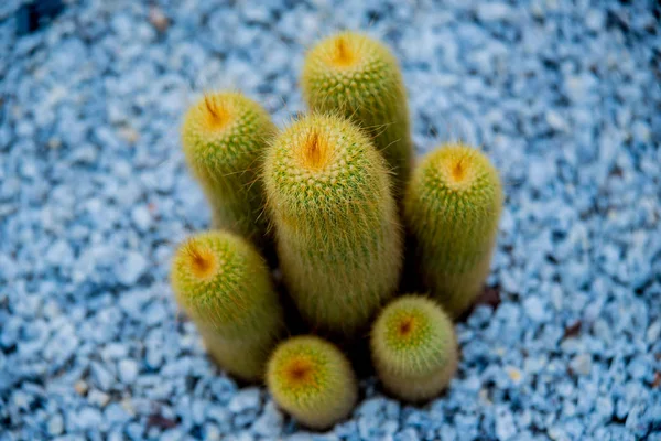 Colección Hermosos Cactus Espinosos Invernadero Contexto — Foto de Stock