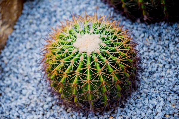 Gyűjtemény Gyönyörű Szúrós Kaktusz Üvegházban Háttér — Stock Fotó