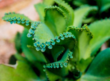 Dikenli kaktüs güzel makro çekimler. Arka plan ve dokular. Mikroskop altında