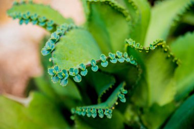 Dikenli kaktüs güzel makro çekimler. Arka plan ve dokular. Mikroskop altında