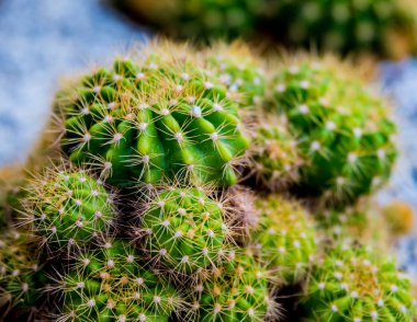 Dikenli kaktüs güzel makro çekimler. Arka plan ve dokular. Mikroskop altında