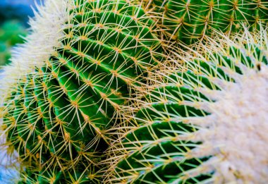 Dikenli kaktüs güzel makro çekimler. Arka plan ve dokular. Mikroskop altında