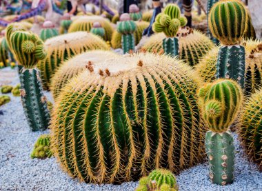 Koleksiyon sera içinde güzel dikenli kaktüs. Arka plan