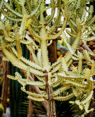 Koleksiyon sera içinde güzel dikenli kaktüs. Arka plan