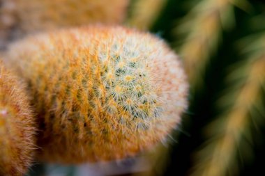 Dikenli kaktüs güzel makro çekimler. Arka plan ve dokular. Mikroskop altında