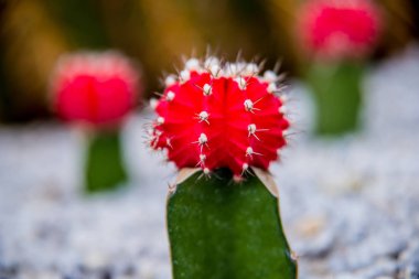Dikenli kaktüs güzel makro çekimler. Arka plan ve dokular. Mikroskop altında