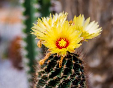 Koleksiyon sera içinde güzel dikenli kaktüs. Arka plan