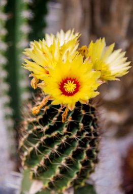 Dikenli kaktüs güzel makro çekimler. Arka plan ve dokular. Mikroskop altında