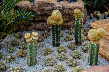 Koleksiyon sera içinde güzel dikenli kaktüs. Arka plan