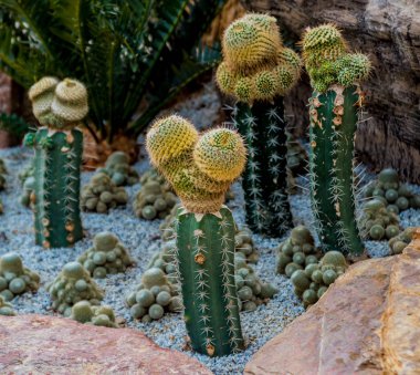 Koleksiyon sera içinde güzel dikenli kaktüs. Arka plan